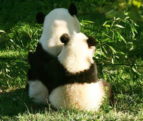Panda abrazador